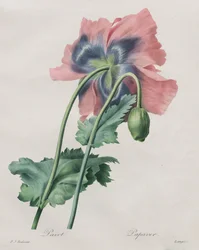 Poppy (Papaver), from Redouté